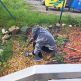 Dobrovoľníci szš upravili a skrášlili kvetinový záhon pred školou - 20221013_113647