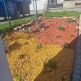 Dobrovoľníci szš upravili a skrášlili kvetinový záhon pred školou - 20221017_140134
